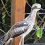 Living in Cairns with Curlews