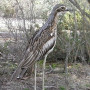 Living in Cairns with Curlews